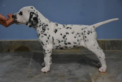 Les chiots de Dalmatien