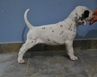 Les chiots de Dalmatien