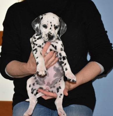 Les chiots de Dalmatien