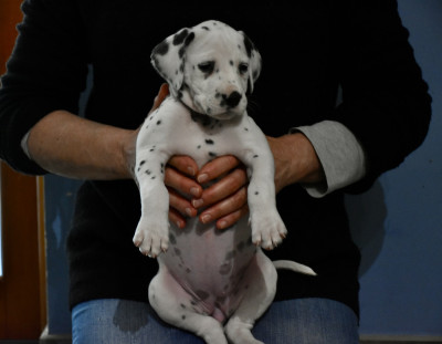 Les chiots de Dalmatien