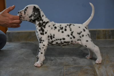 Les chiots de Dalmatien