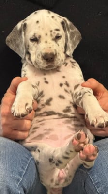 Les chiots de Dalmatien