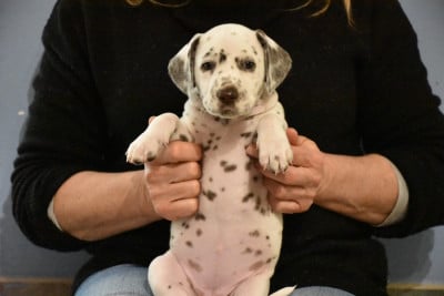 Les chiots de Dalmatien