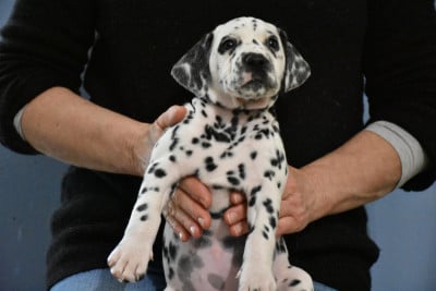 Les chiots de Dalmatien