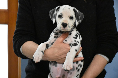Les chiots de Dalmatien