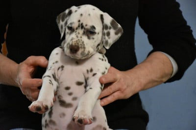 Les chiots de Dalmatien