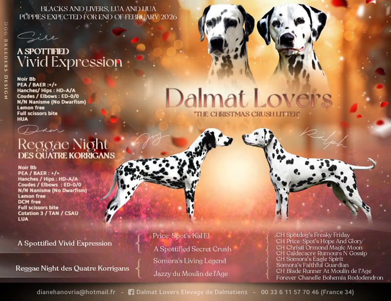 Dalmatien - Dalmat Lovers