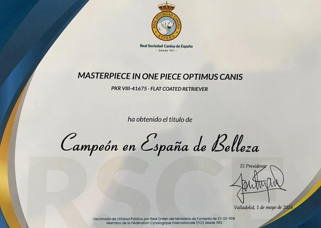 CH. Masterpiece in one piece dit ravel optimus canis