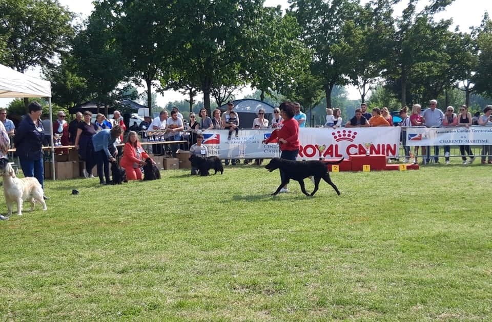 CH. Rambo du phare de la Vierge - CACS - Meilleur de Race
