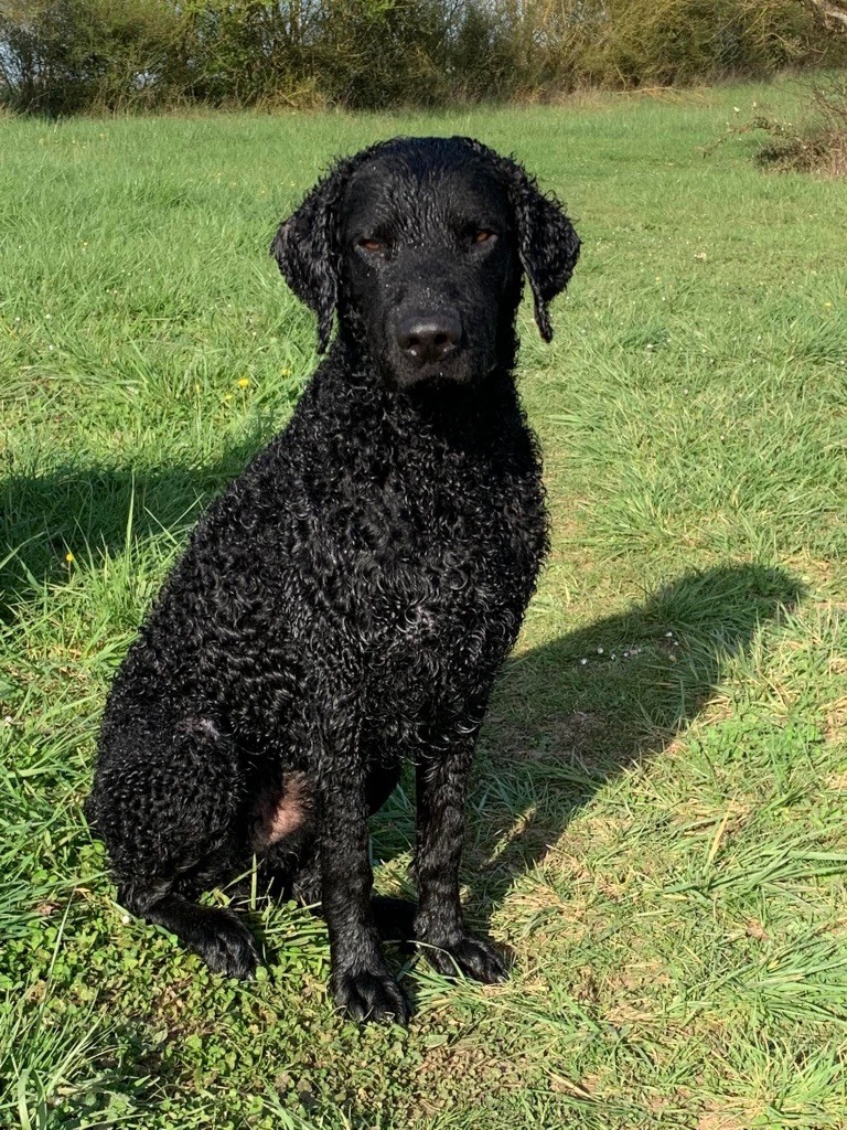 CH. Rambo du phare de la Vierge - Meilleur Puppy