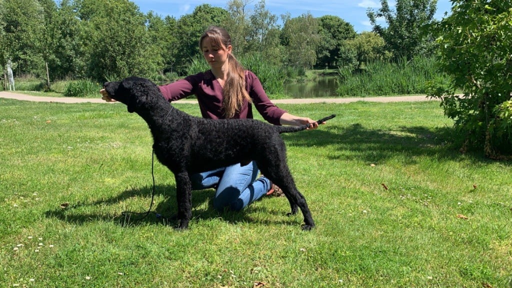 CH. Rambo du phare de la Vierge - 1er excellent CACS