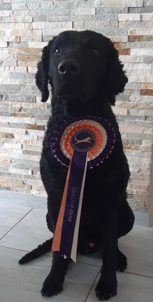 CH. Rambo du phare de la Vierge - CACS - Meilleur de Race