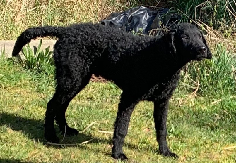 CH. Rambo du phare de la Vierge - Meilleur Jeune