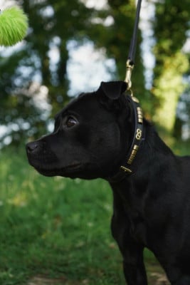 De La Vallee Albines