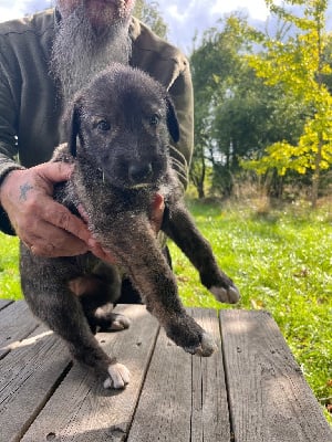Les chiots de Levrier Irlandais