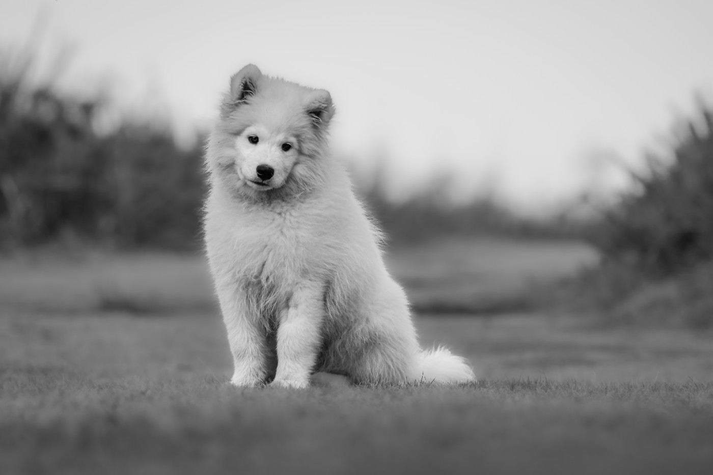 Véritable Ekko Des Masques Hivernaux