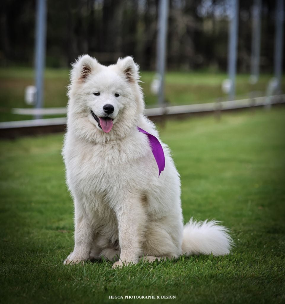 Publication : Des Masques Hivernaux Auteur : Cécile Kamerdula