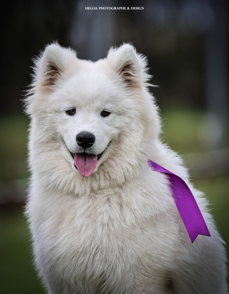 Publication : Des Masques Hivernaux Auteur : Cécile Kamerdula