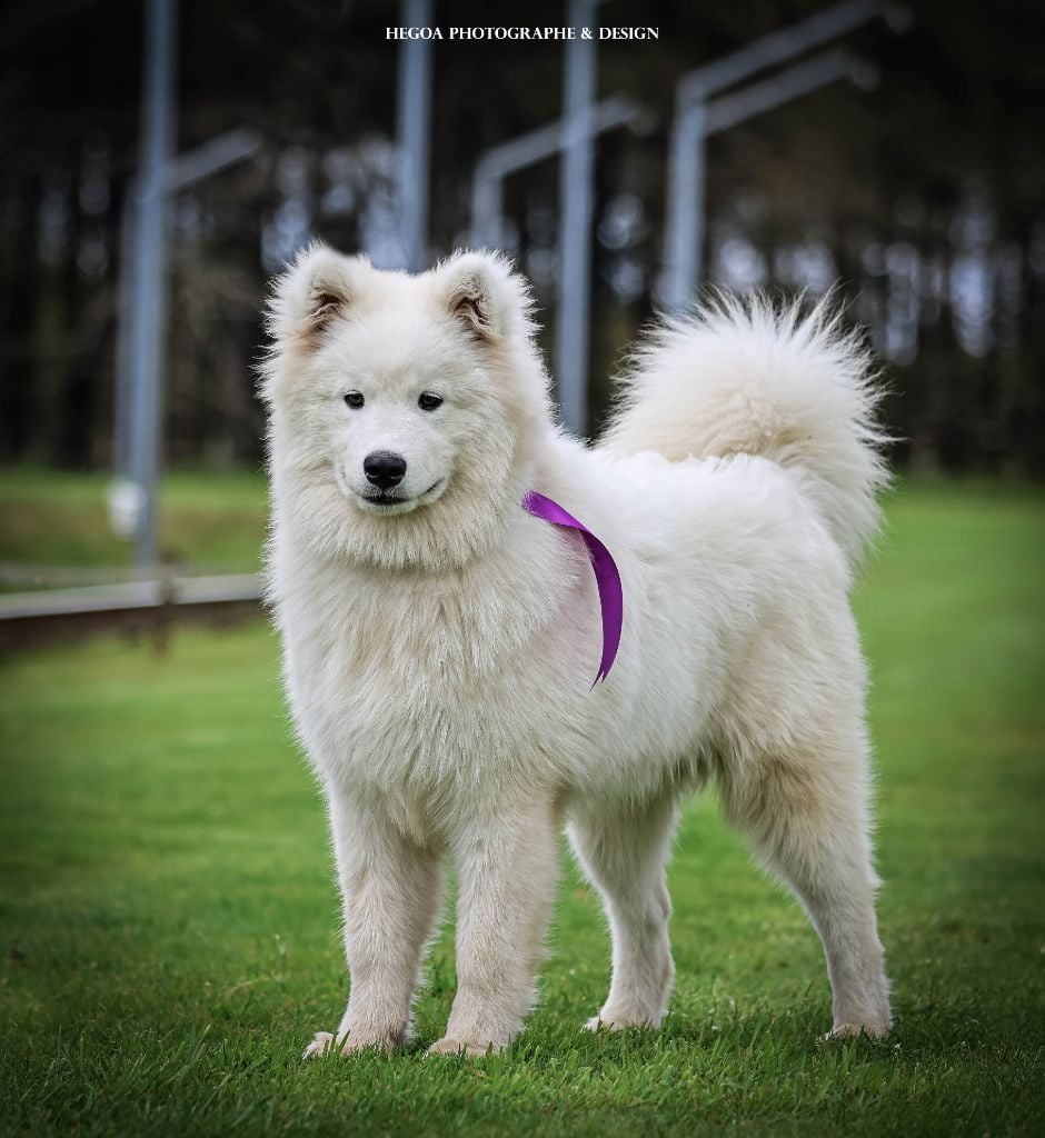 Publication : Des Masques Hivernaux Auteur : Cécile Kamerdula