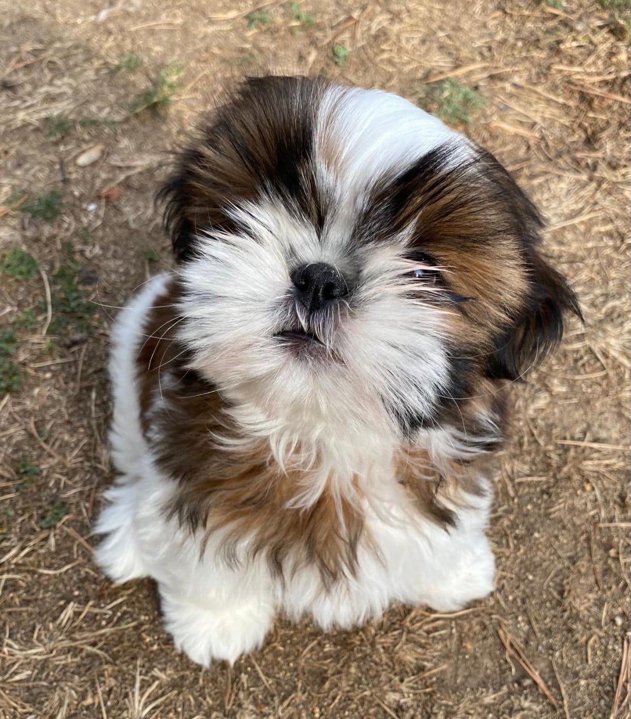 Shih Tzu - I Crush On You