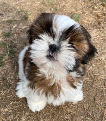 Les chiots de Shih Tzu