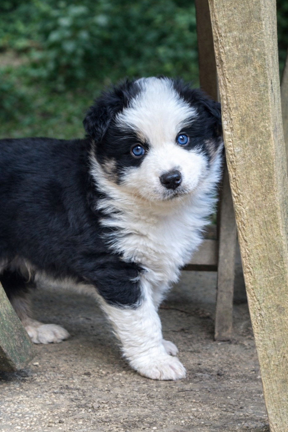 Berger Américain Miniature  - Eyes Of Light