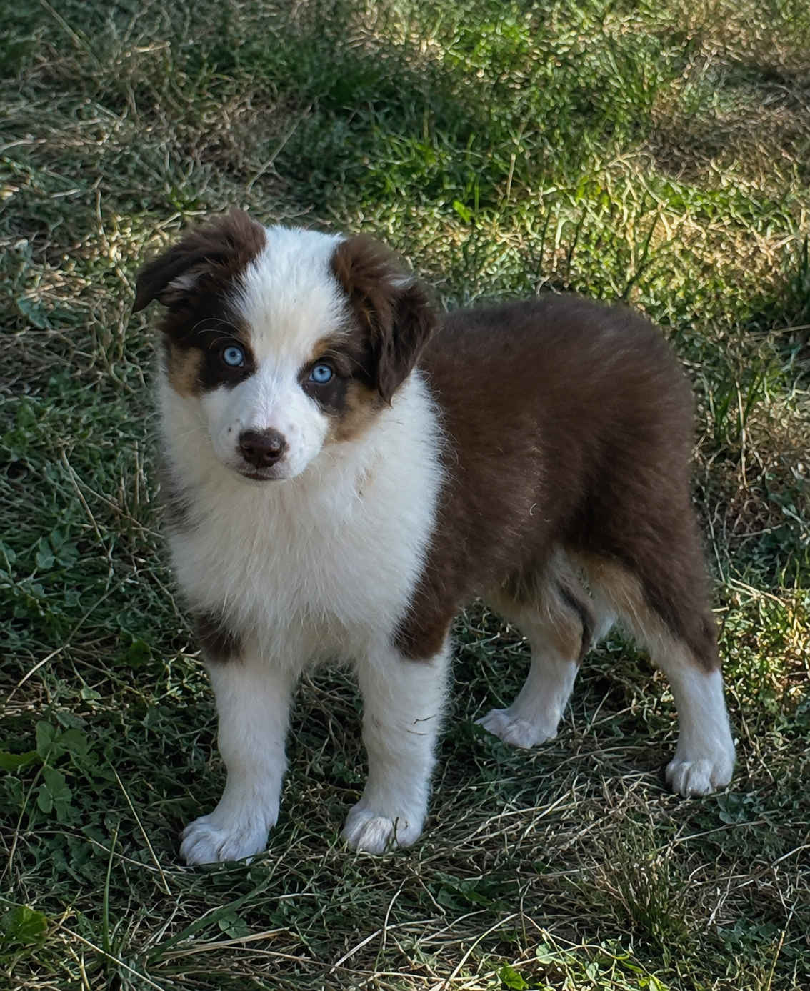 Chiot N°5
