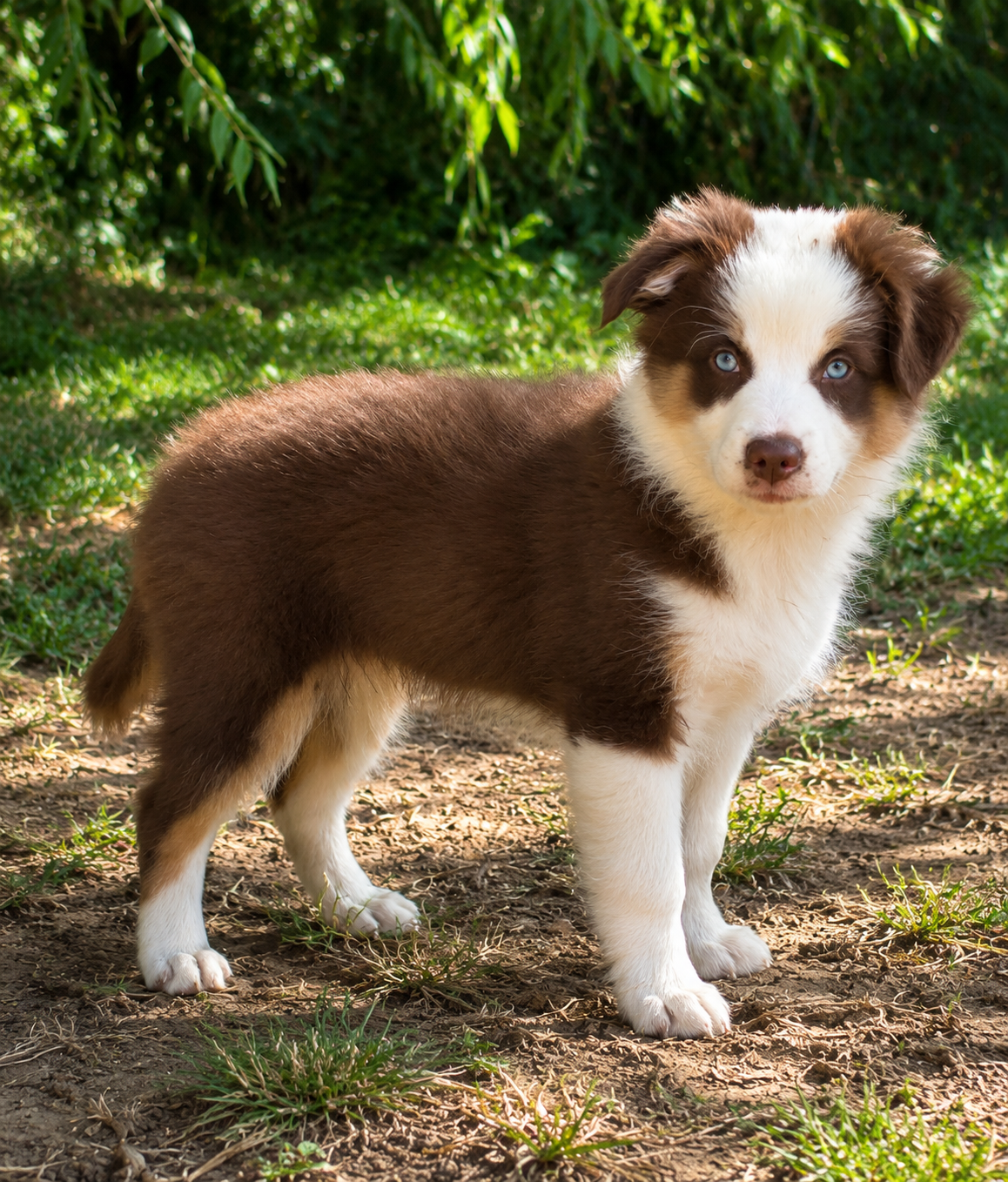 Chiot N°5