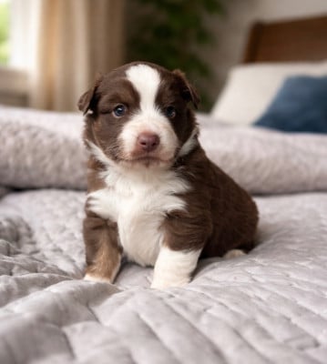 Les chiots de Berger Américain Miniature 