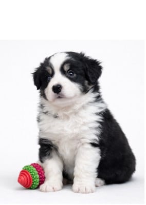 Les chiots de Berger Américain Miniature