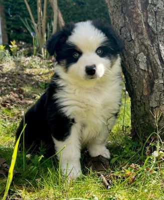 Les chiots de Berger Américain Miniature 