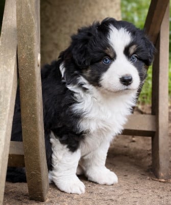Les chiots de Berger Américain Miniature 
