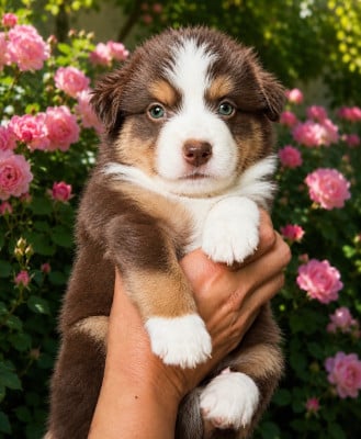 Les chiots de Berger Américain Miniature 