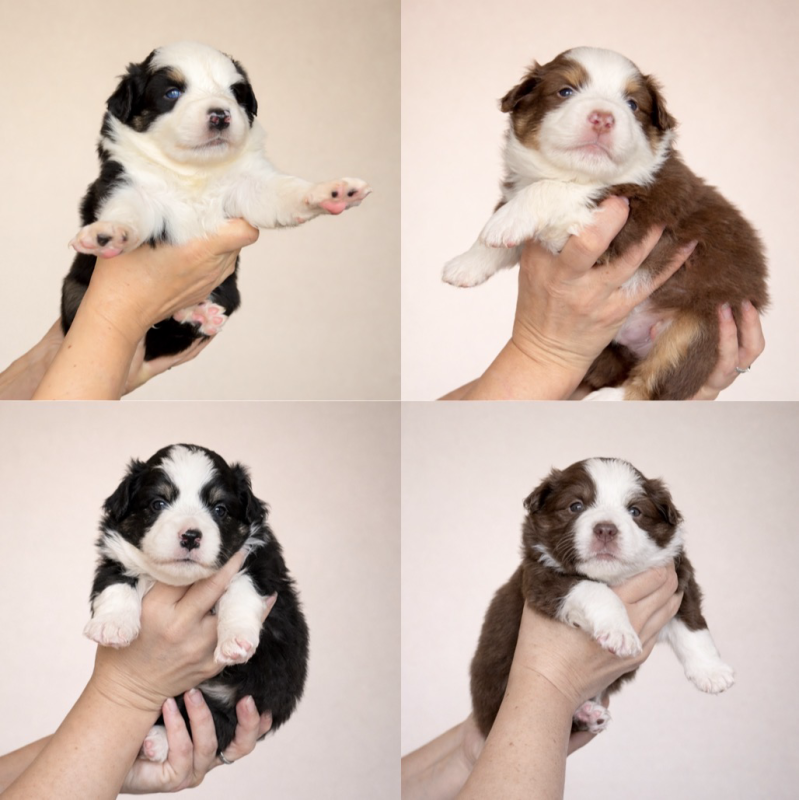 Berger Américain Miniature  - Eyes Of Light