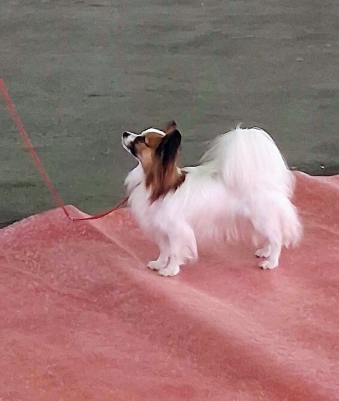 CH. Una (Sans Affixe)