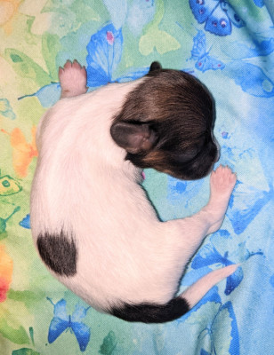 Les chiots de Epagneul nain Continental (Papillon)