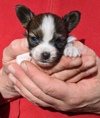 Les chiots de Epagneul nain Continental (Papillon)