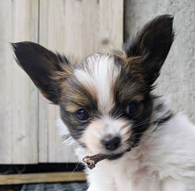 Les chiots de Epagneul nain Continental (Papillon)