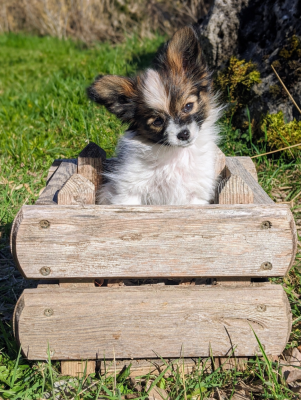 Les chiots de Epagneul nain Continental (Papillon)