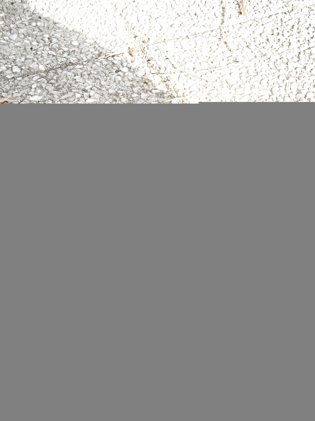 CHIOT 3 - Staffordshire Bull Terrier