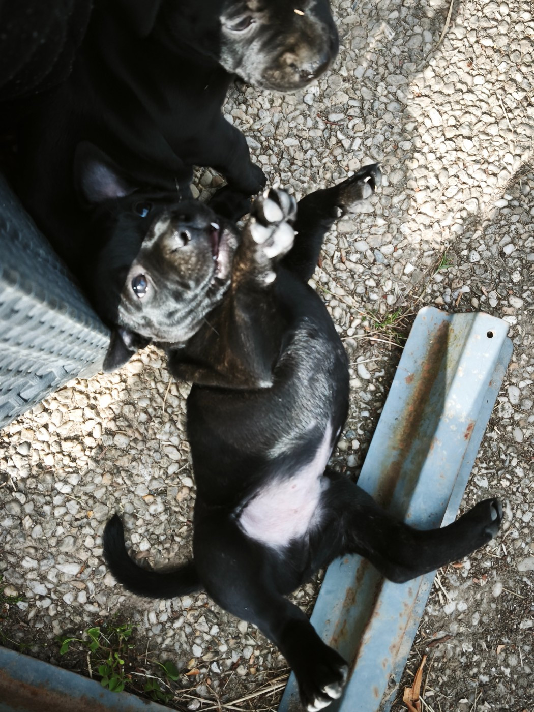 CHIOT 4