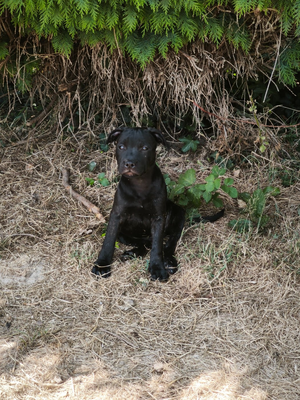 Back Miss Shelby