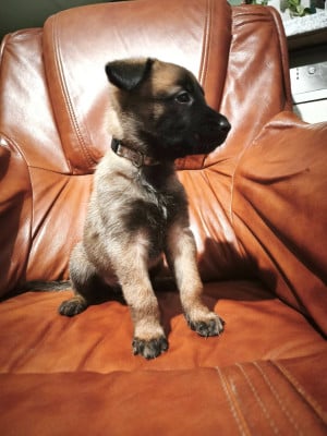 Les chiots de Berger Belge