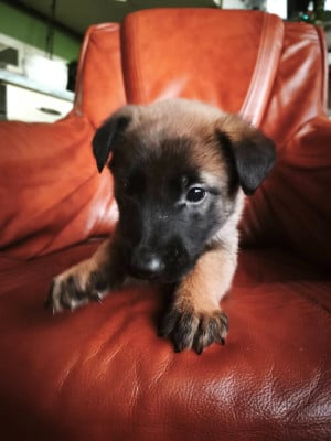 Les chiots de Berger Belge