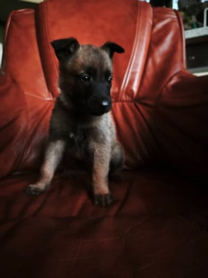 Les chiots de Berger Belge