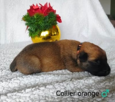 Les chiots de Berger Belge