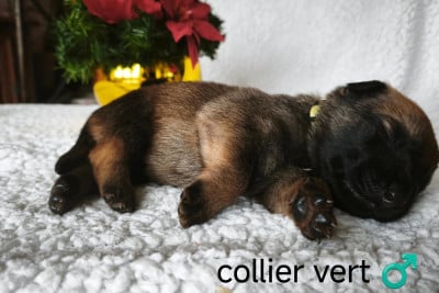 Les chiots de Berger Belge