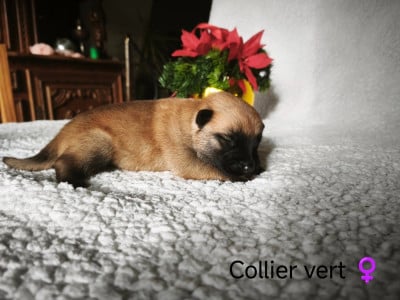 Les chiots de Berger Belge