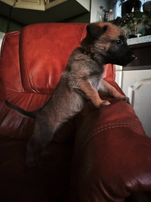 Les chiots de Berger Belge