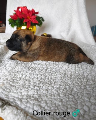 Les chiots de Berger Belge